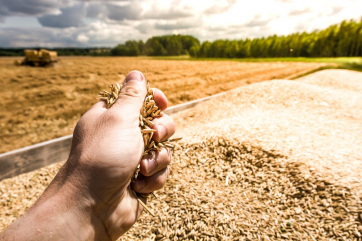 Во Франции пока нет угроз урожаю зерна из-за засухи – министр